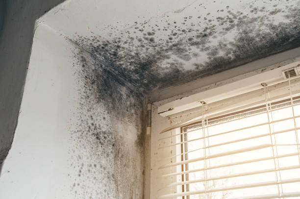 Trusted Attic Mold Removal service in Boiling Springs, NC - Cheap Mold Removal
